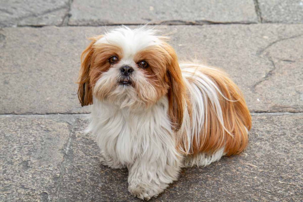 ginger european shih tzu