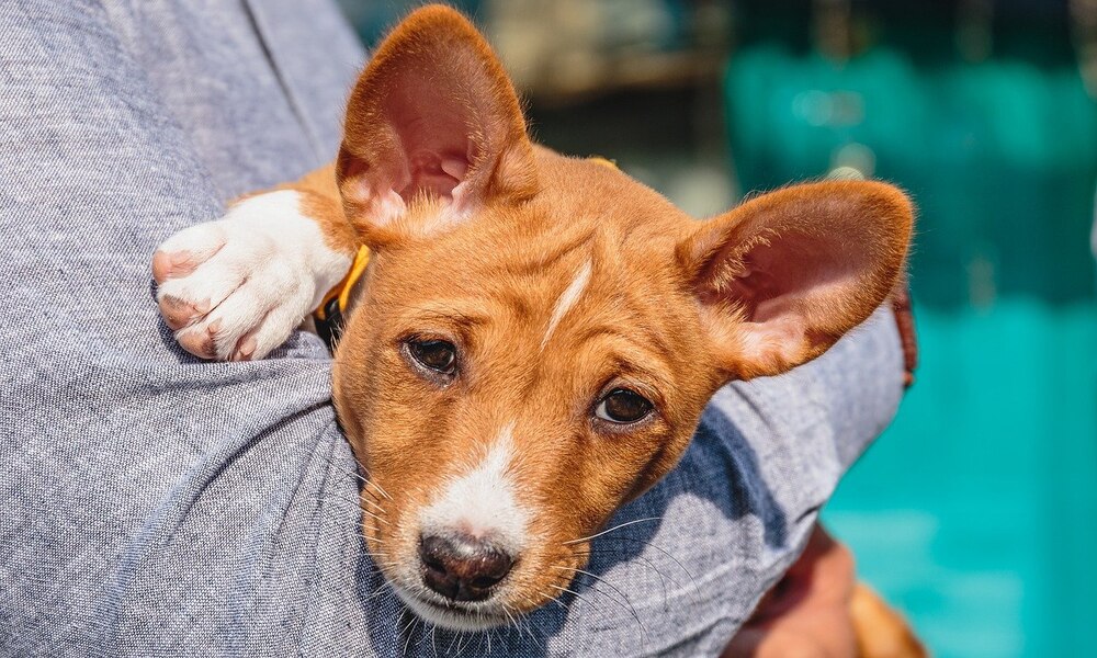 basenji-dog