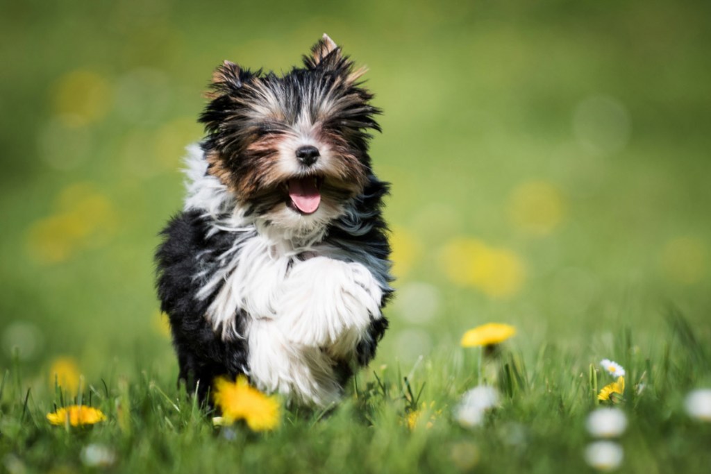 Yorkshire Terrier shih tzu vs yorkie