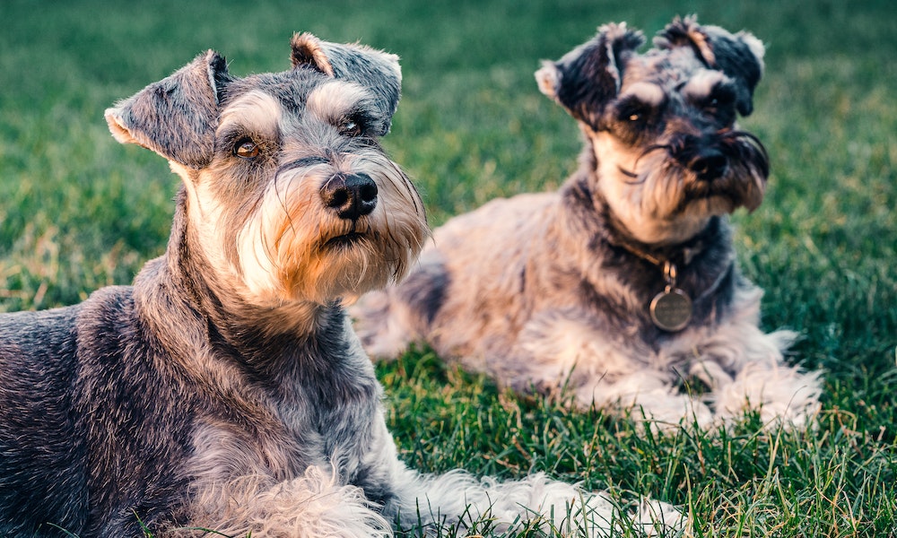 mini-schnauzer