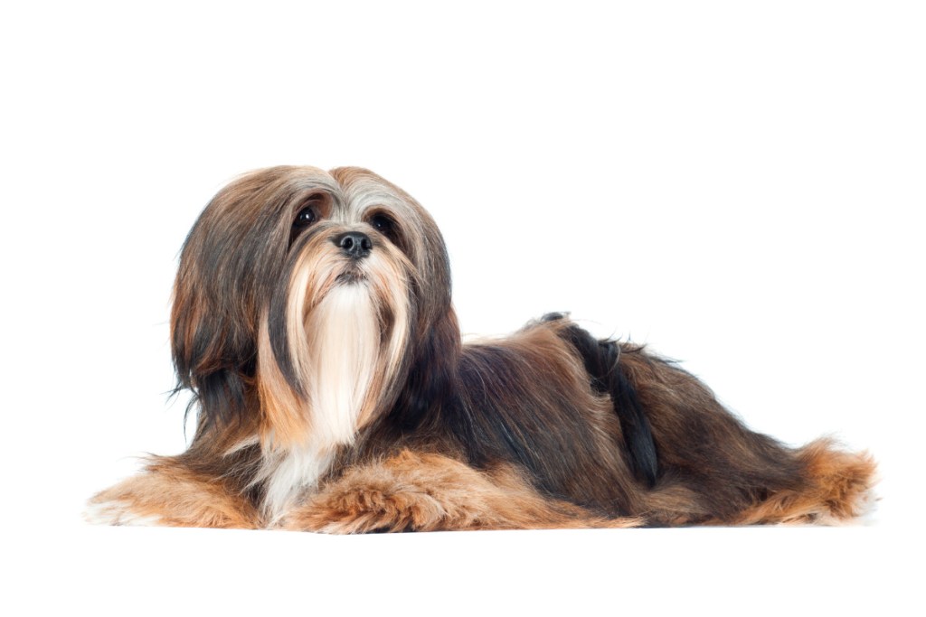 Lhasa Apso dog