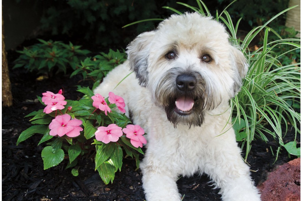 wheaten terrier