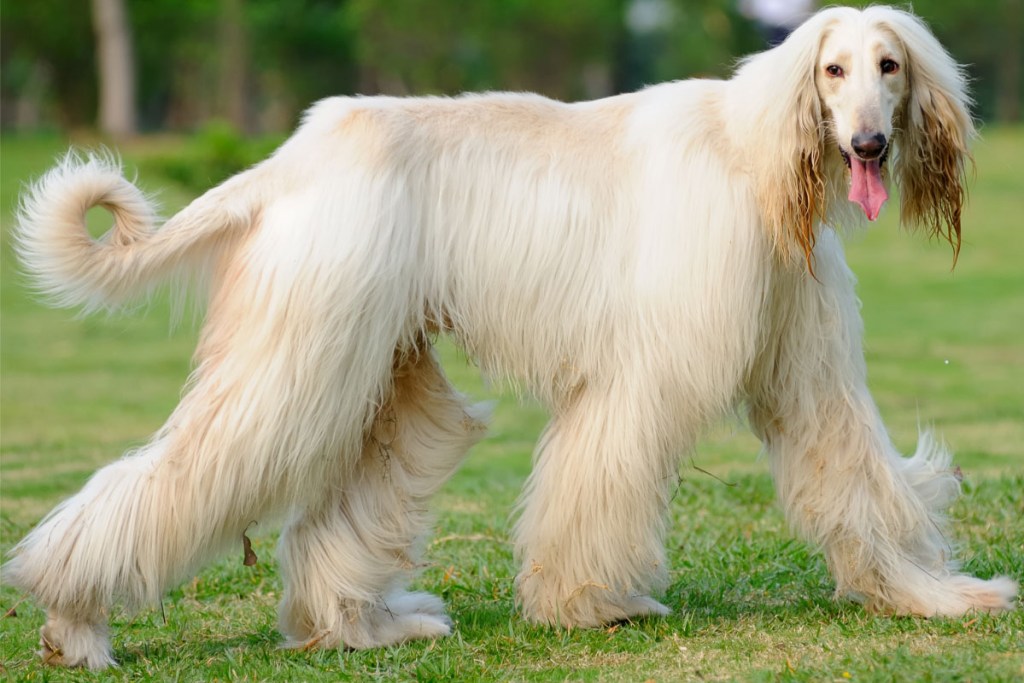 afghan hound dog white