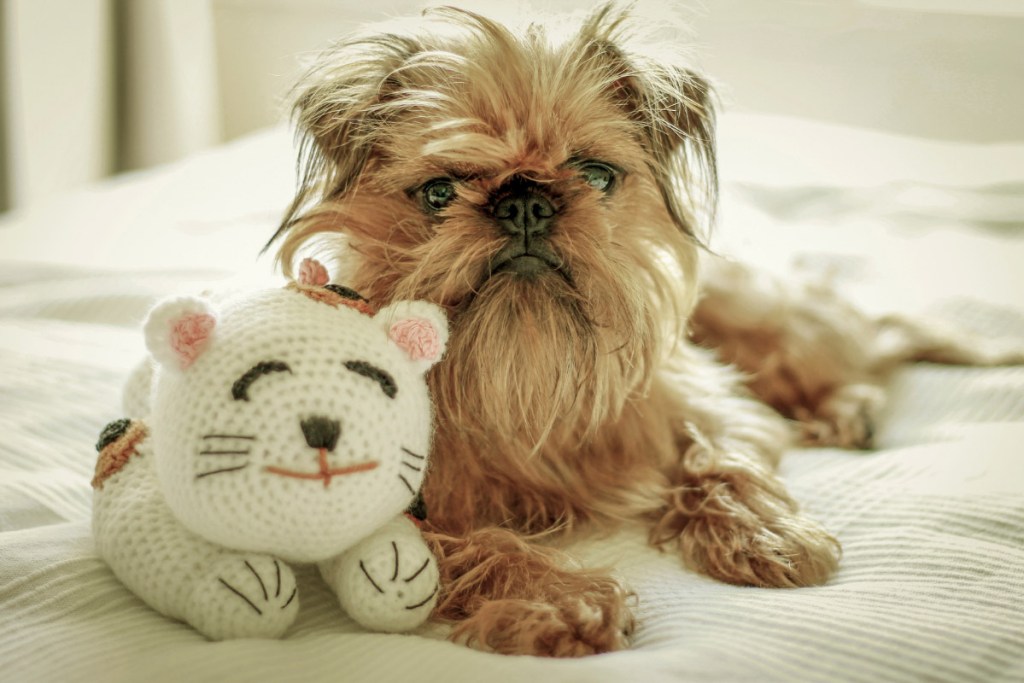 Brussels Griffon