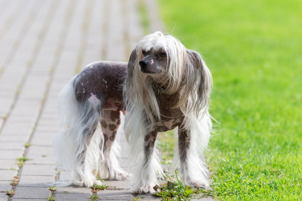 chinese crested