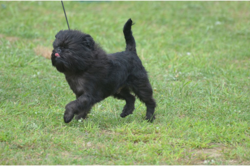 Affenpinscher dog