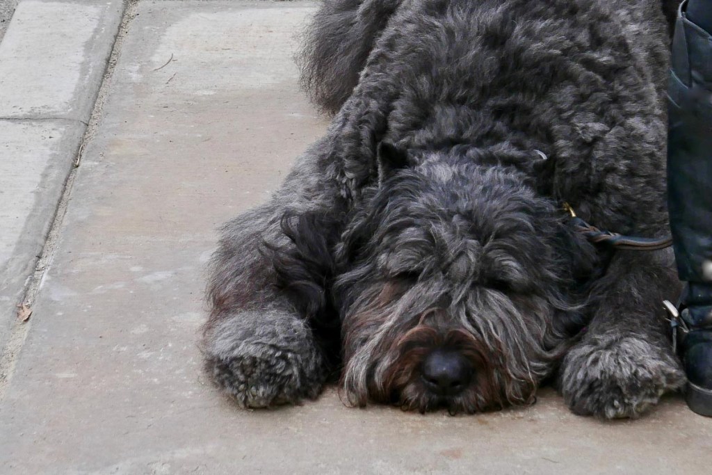 Bouvier des Flandres black