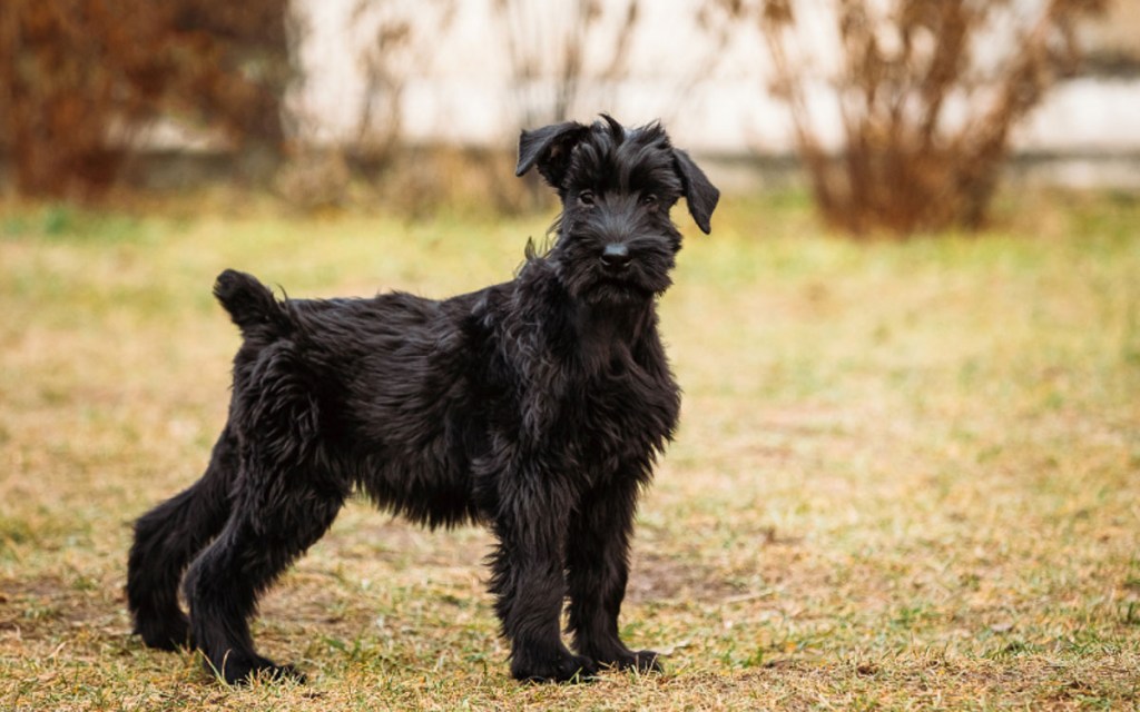 Giant Schnauzer black