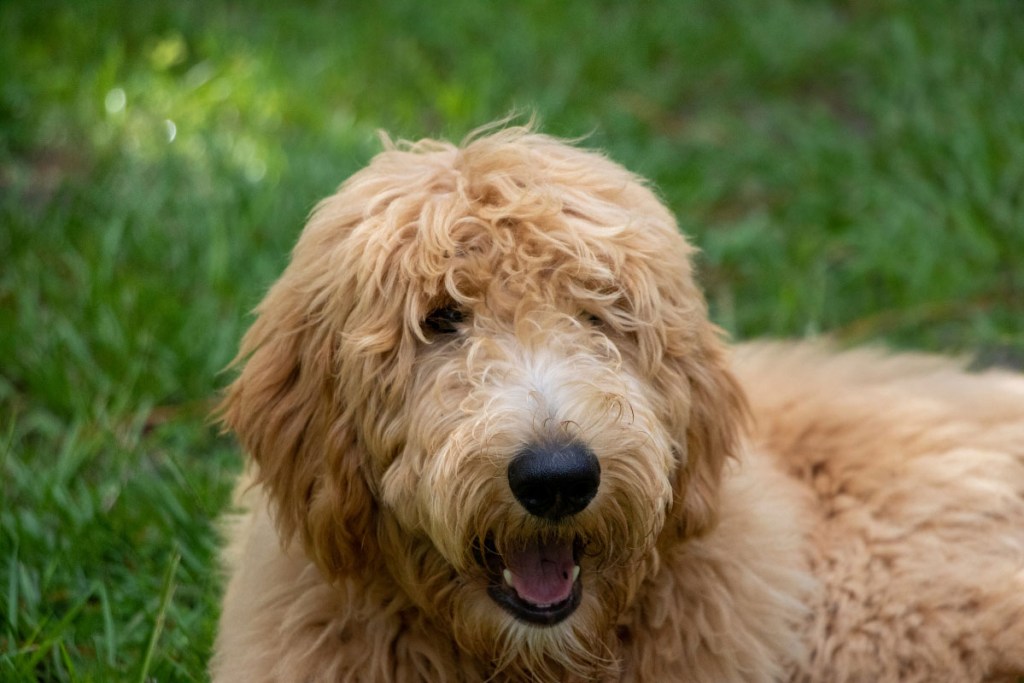 shaggy goldendoodle good bad