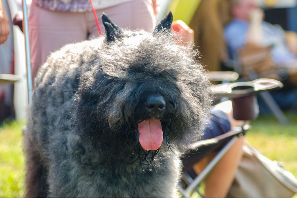 Barbet dog