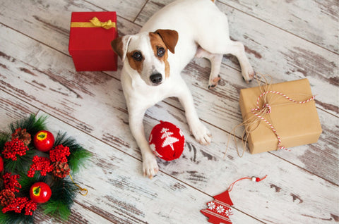 Dog lying on the floor surrounded by holiday gifts.