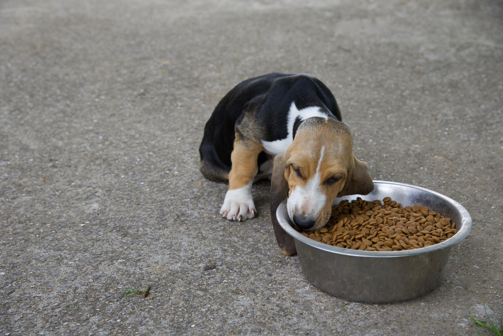 Best Dog Food For Basset Hounds 