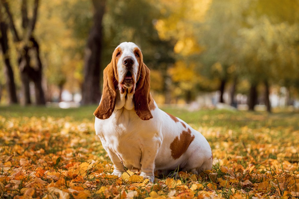 Best Dog Food For Basset Hounds 