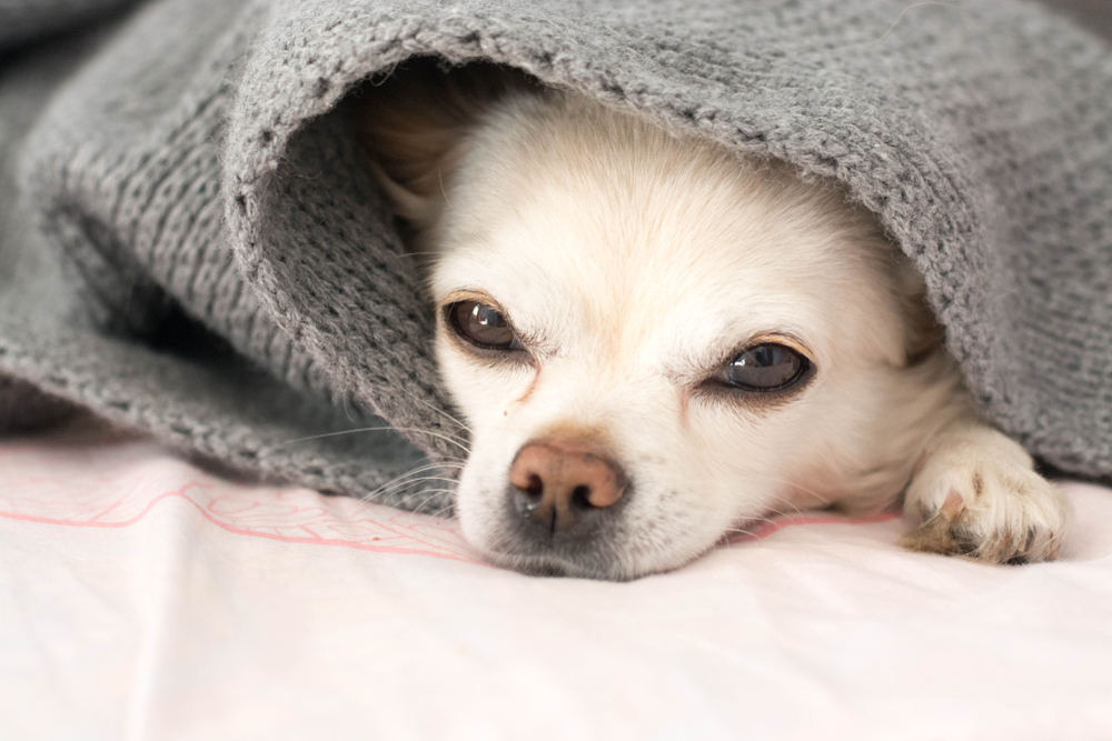 White chihuahua under grey blanket.