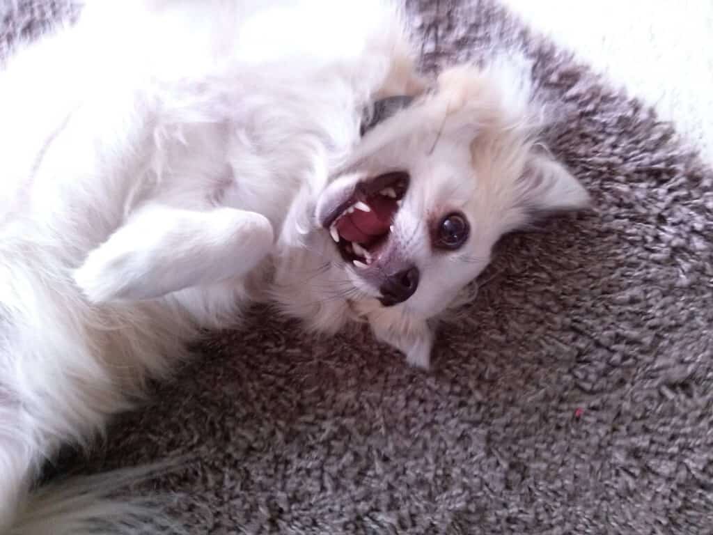 White long hair chihuahua laying on back looking playful.