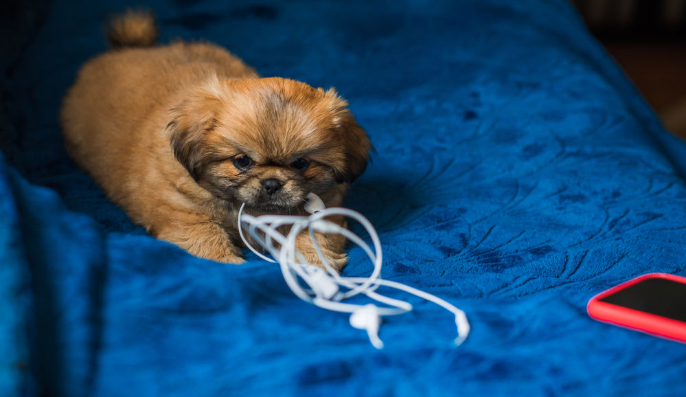 A small puppy is nibbling on an electrical cord.