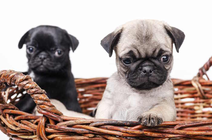 Two pug puppies posing in a wicker basket