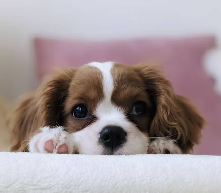 Living in a House with a Small Dog:  Cavalier King Charles Spaniel resting on a blanket looking directly into the camera