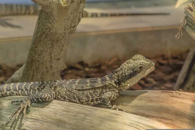 A small gecko is shown resting in his enclosure