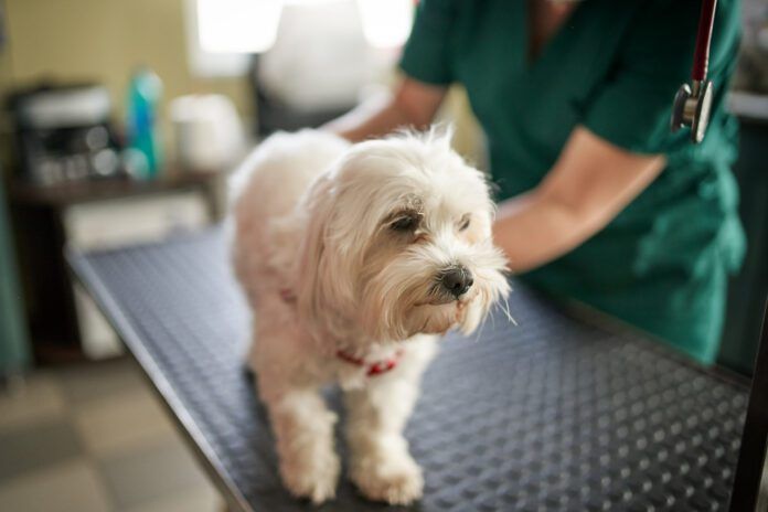 Renal failure in dogs can be caused by multiple conditions and requires immediate intervention.