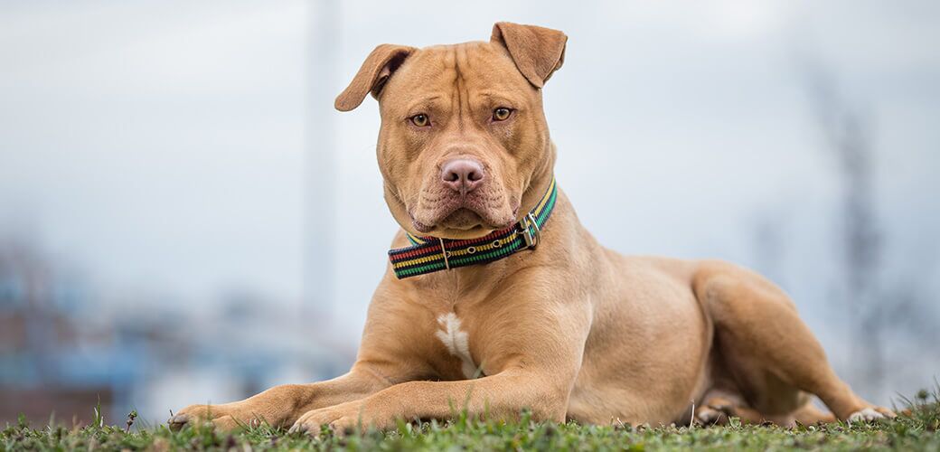 Yellow Pit Bull terrier dog lying on the grass