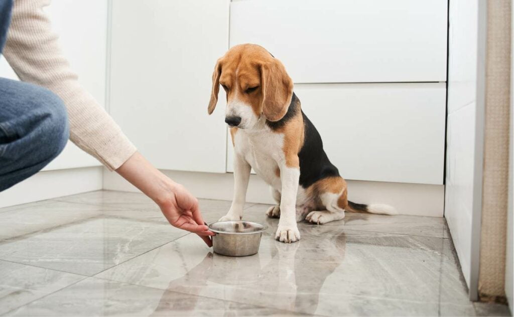 Beagle dog awaiting command from young lady to eat dog food on ground.