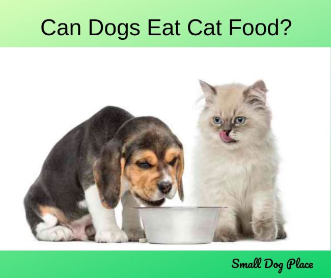 A small beagle is eating cat food