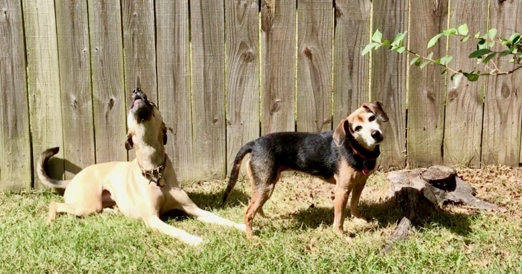 A tan dog with black tail and muzzle is lying in front of a fence. Her muzzle is pointed to the sky and she is howling. Next to her, a black and rust colored hound dog is standing and looking at the photographer, tilting her head