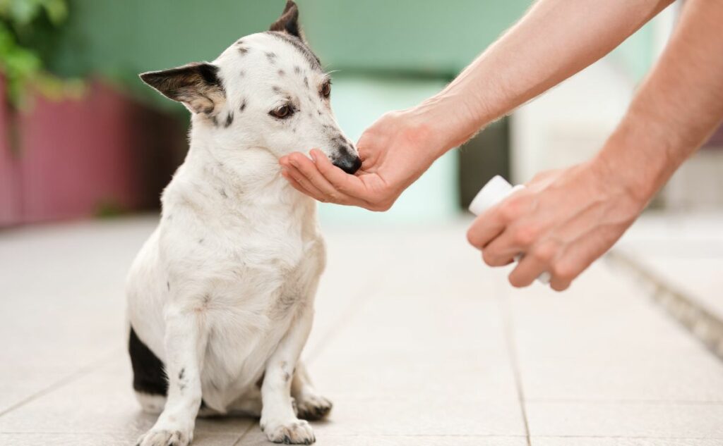 Hand giving cute small black and white dog medicine.