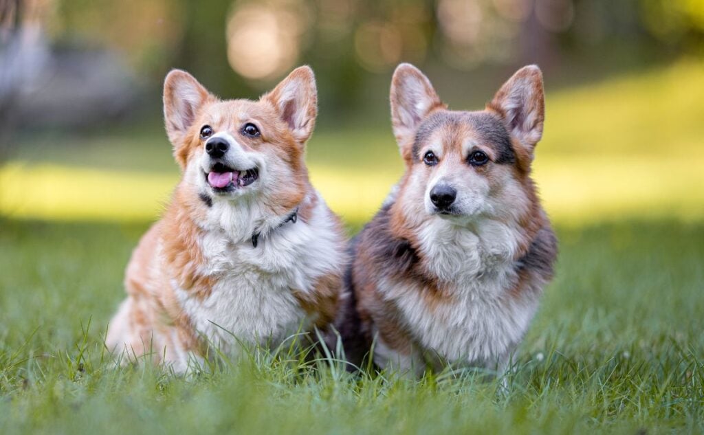 Two old Corgis sitting outside.