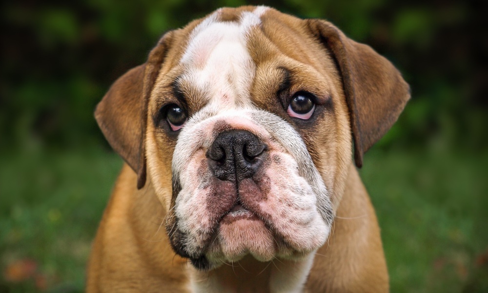 english-bulldog-close-up