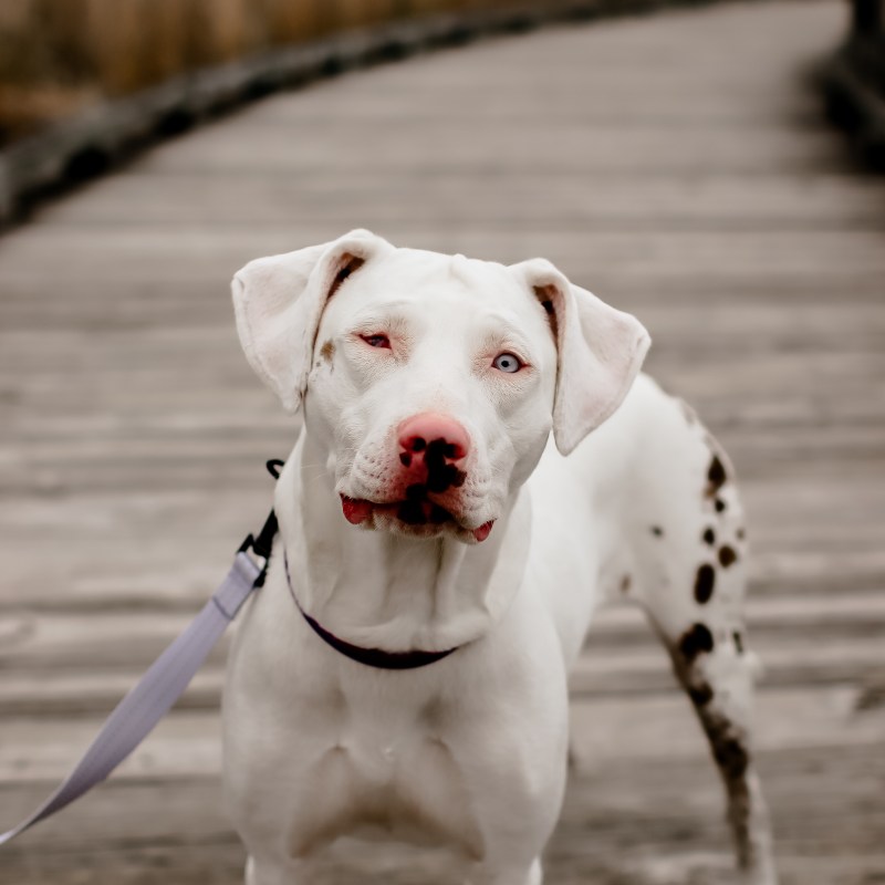 A white dog with brown spots down her hind leg, a brown freckle on her cheek, and a pink nose with more brown freckles stands on a wooden plank bridge. She has one bright blue eye, and the other eye appears closed and red. She's wearing a purple striped collar and has a lavender leash. 