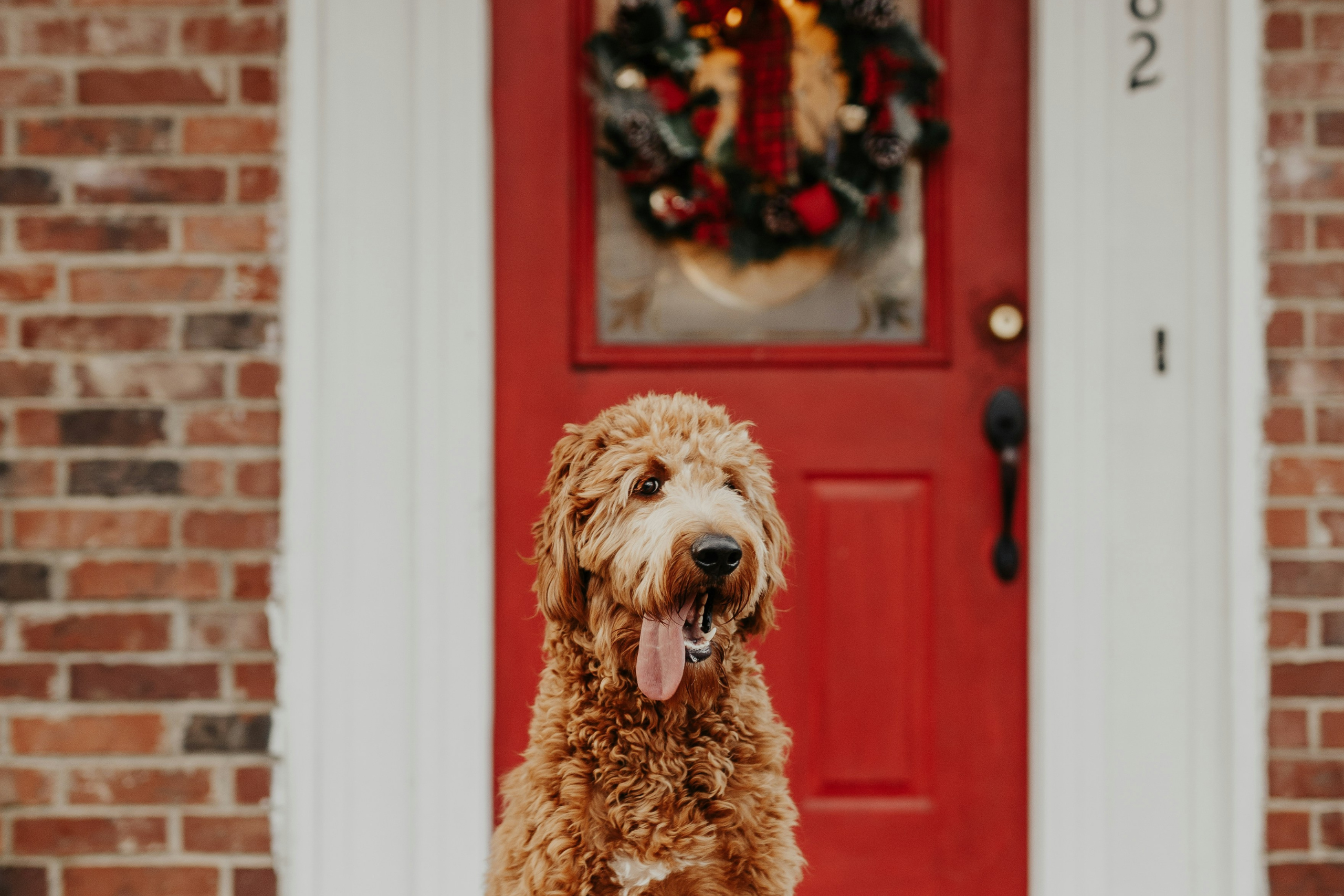 Dog sitting outside in front of house with red door and holiday wreath.