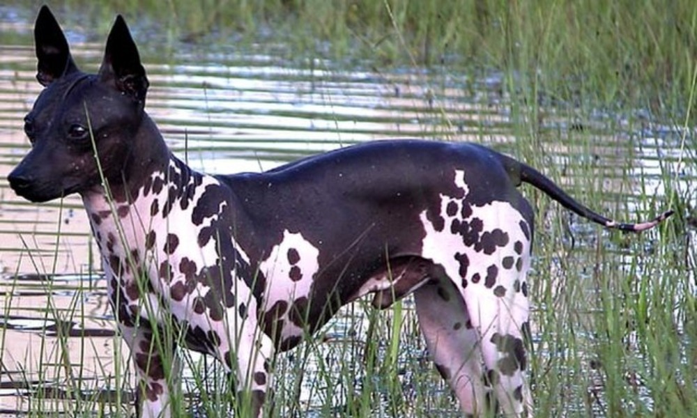 american-hairless-terrier-by-lake