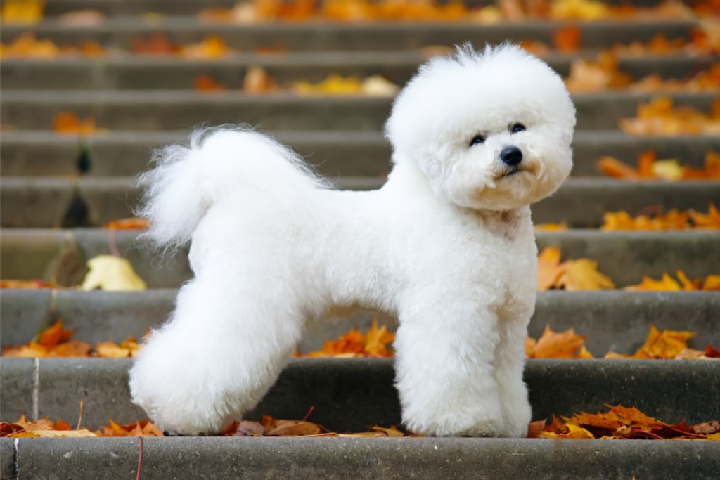 Bichon Frise calm dog breeds that don't shed