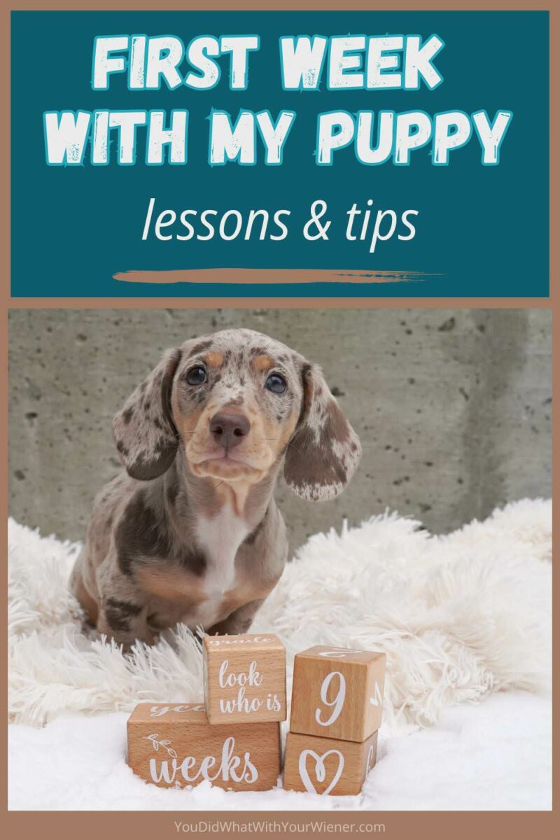 Bringing a new puppy home can be exciting but also fee daunting. In this article, I share how I introduced my puppy to the existing pack and my five tips for a smooth puppy transition from leaving it's Mom and siblings to living in your home.