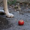 dog foot by the apple