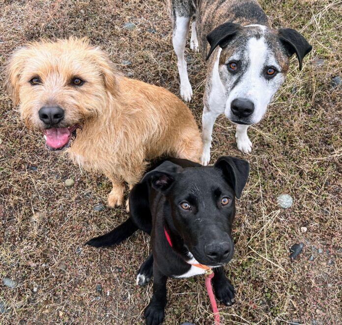 Three adorable dogs on a Thanksgiving Hike.