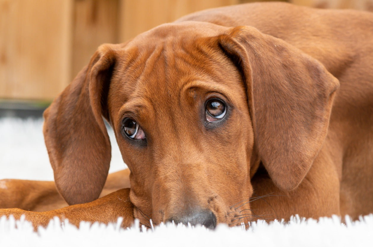 Holiday gifts for dogs - Dog at home lying comfortably on a carpet.