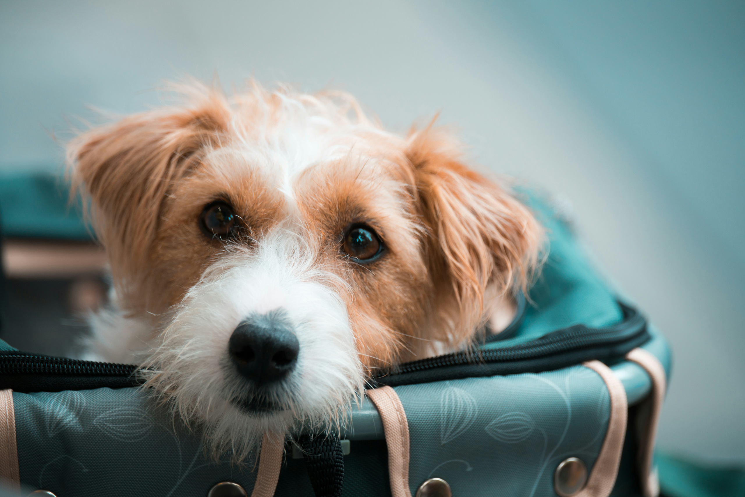 Small dog sitting in travel carrier