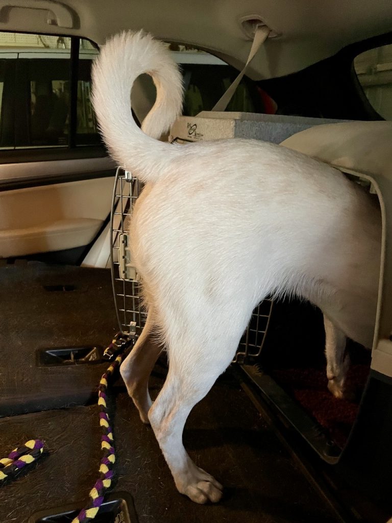 The rear end of a shite dog with a curly tail is hanging our the back of an open crate in a car