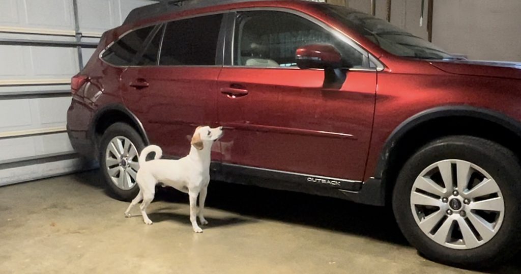 A white dog with brown ears and a curly white tail is standing next to a red Subaru. The dog is looking up at the car or sniffing it