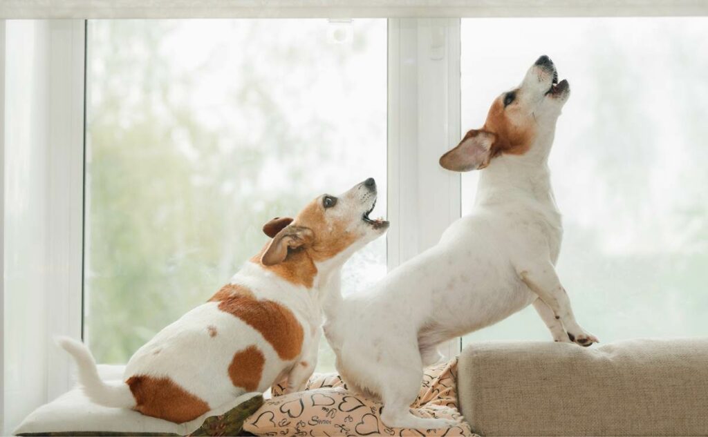 Two dogs in an window, howling, guarding, and barking at what they see outside.