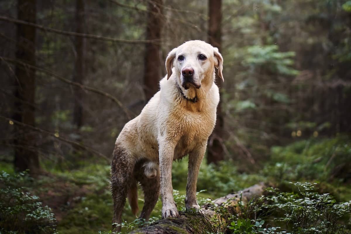 muddy golden labrador