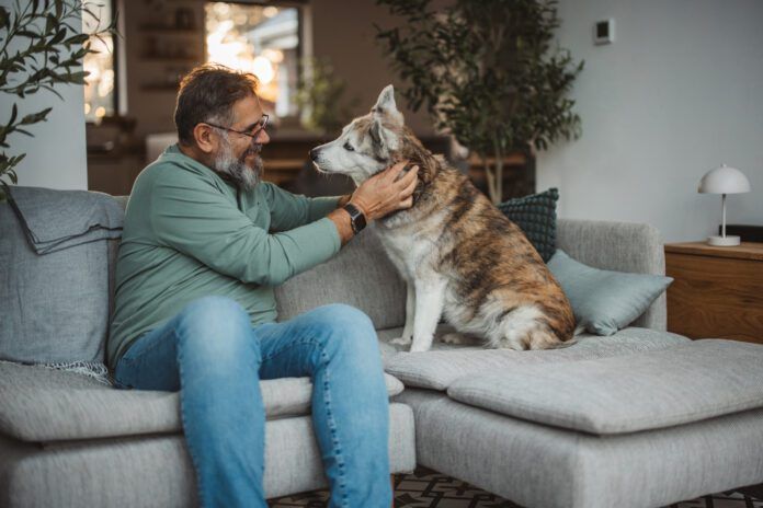 Keeping dogs off the sofa and other furniture is a training exercise.