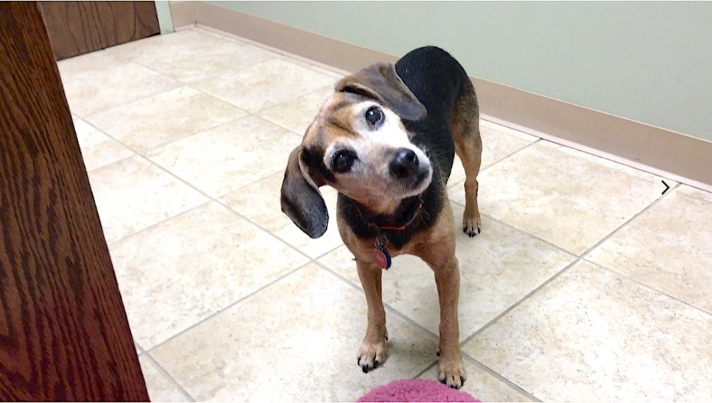 A small black and brown hound stands in a veterinary exam room with her head slightly cocked