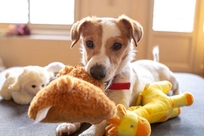 A small dog is sitting behind a pile of dog toys