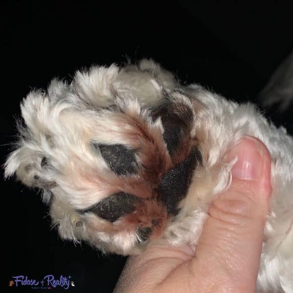 Cocker Spaniel paw with yeast