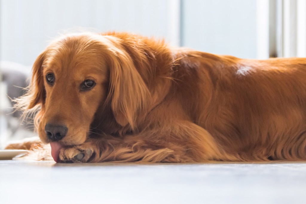 golden retriever licking paws