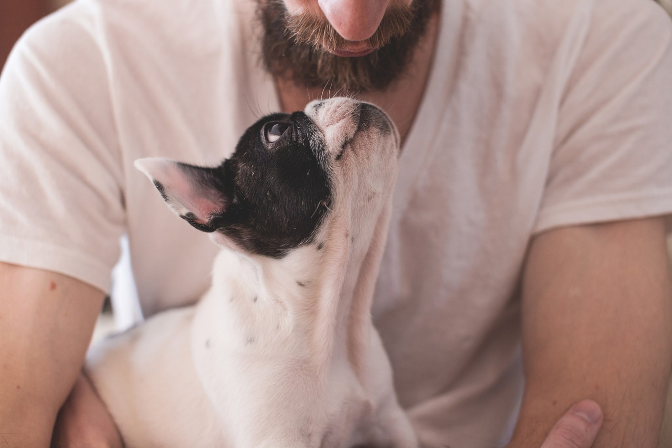 Dog owner looking down at small dog who is looking back up to the dog owner